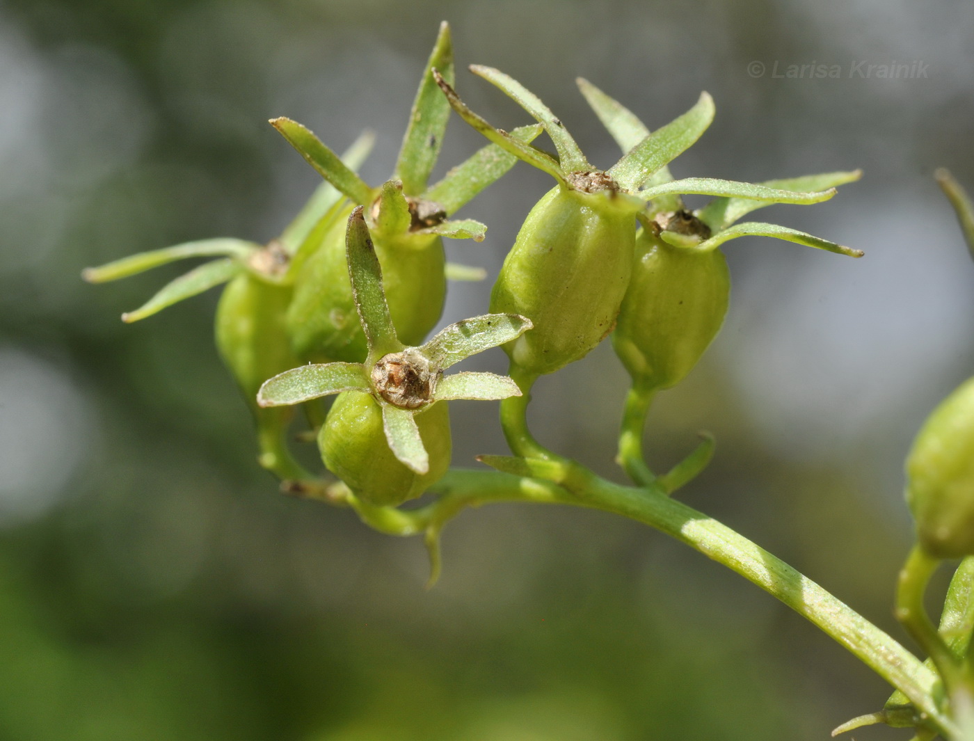 Изображение особи Adenophora pereskiifolia.