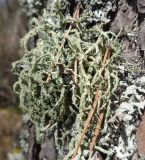 род Evernia