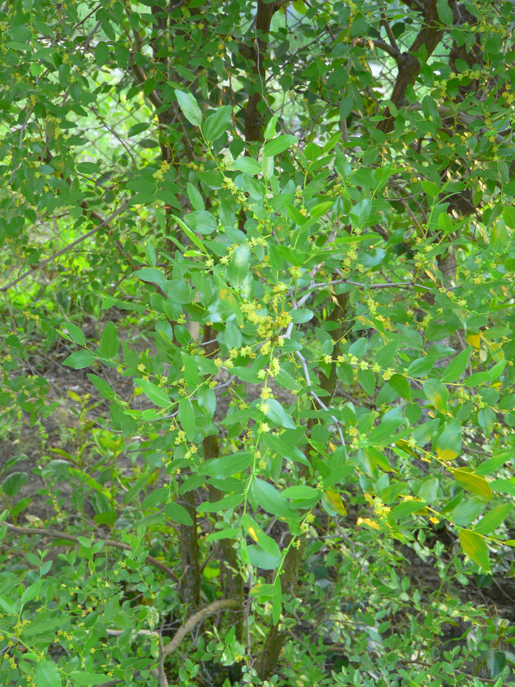 Image of Ziziphus jujuba specimen.