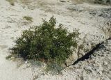 Rhamnus cathartica