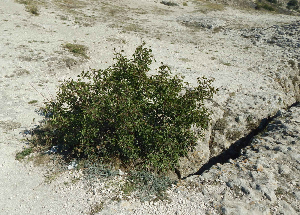 Image of Rhamnus cathartica specimen.