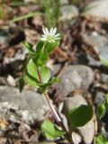 Stellaria media