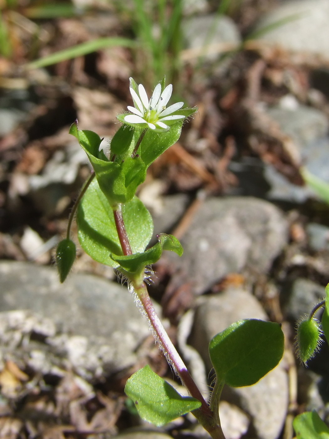 Image of Stellaria media specimen.