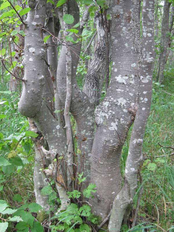 Image of Alnus hirsuta specimen.