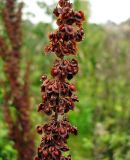 Rumex crispus. Часть побега с плодами. Чувашия, окр. г. Шумерля, дер. Подборное. 17 сентября 2008 г.