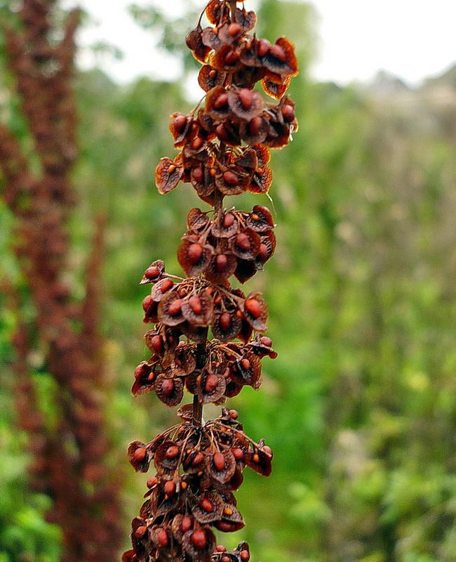 Изображение особи Rumex crispus.