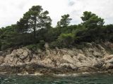 Pinus halepensis. Вегетирующие растения. Хорватия, г. Дубровник, о-в Локрум, побережье Адриатического моря. 21 августа 2010 г.