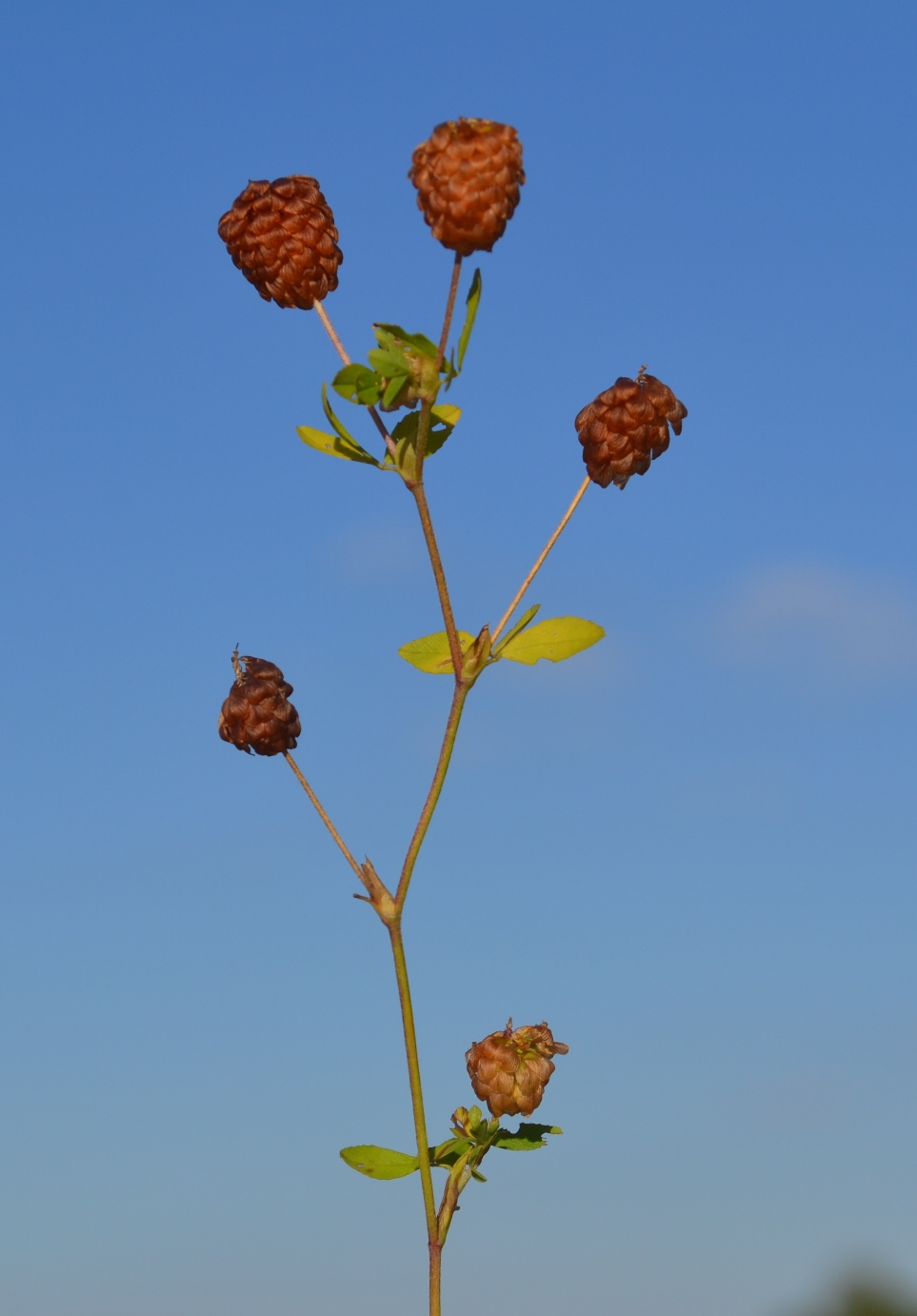 Изображение особи Trifolium aureum.