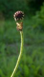 Papaver orientale