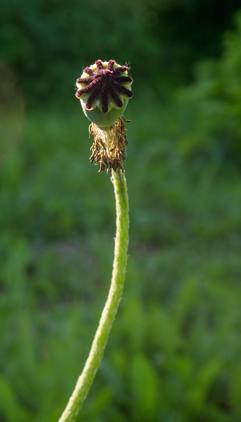 Image of Papaver orientale specimen.