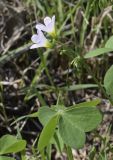 Oxalis debilis. Верхушка побега с соцветием и лист. Испания, автономное сообщество Каталония, провинция Жирона, комарка Баш Эмпорда, муниципалитет Калонже, приречная терраса р. Рифред. 27.09.2019.