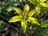 Gagea spathacea. Цветок. Нидерланды, провинция Drenthe, деревня Roden, парк на территории поместья (мызы). 2 апреля 2011 г.