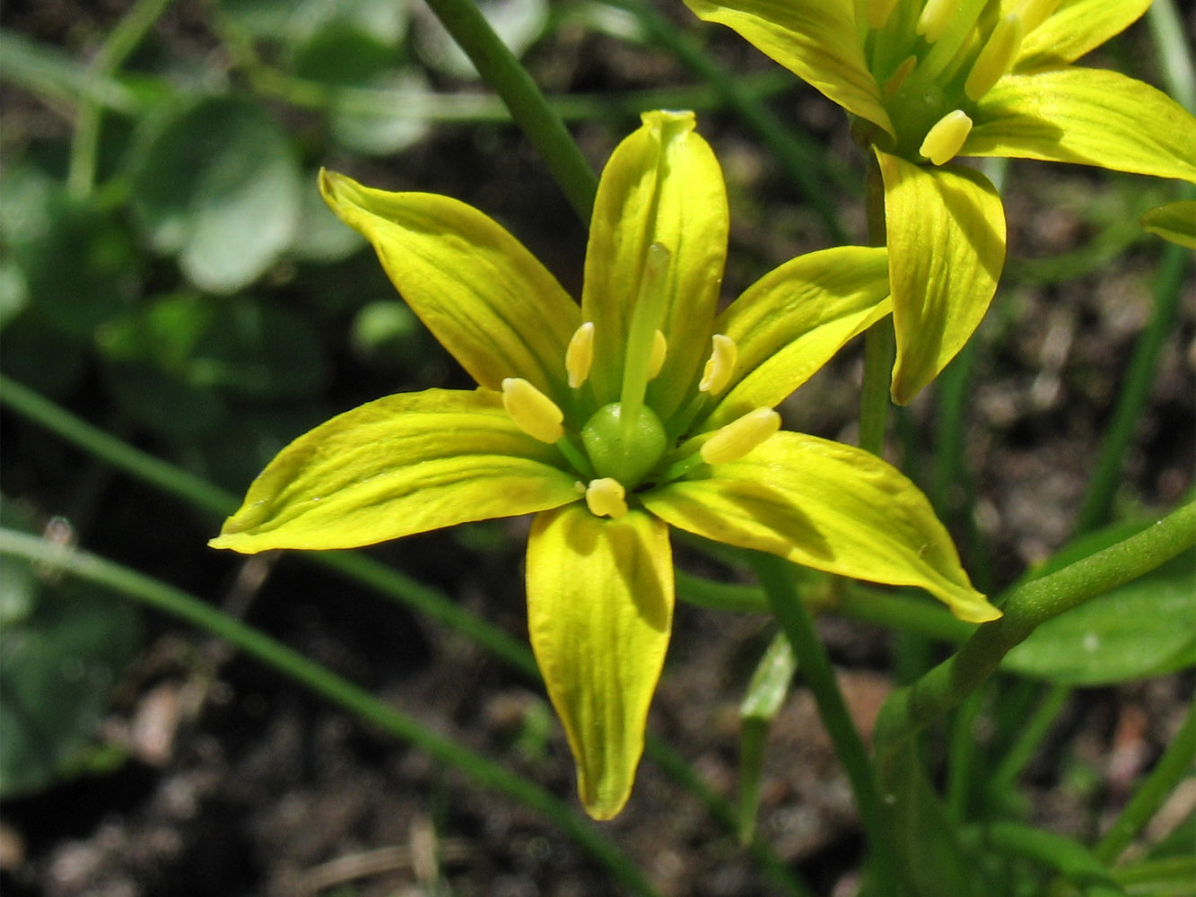 Изображение особи Gagea spathacea.