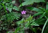 Geranium robertianum. Верхушка побега с цветком. Московская обл., окр. г. Железнодорожный, опушка смешанного леса. 25.05.2020.