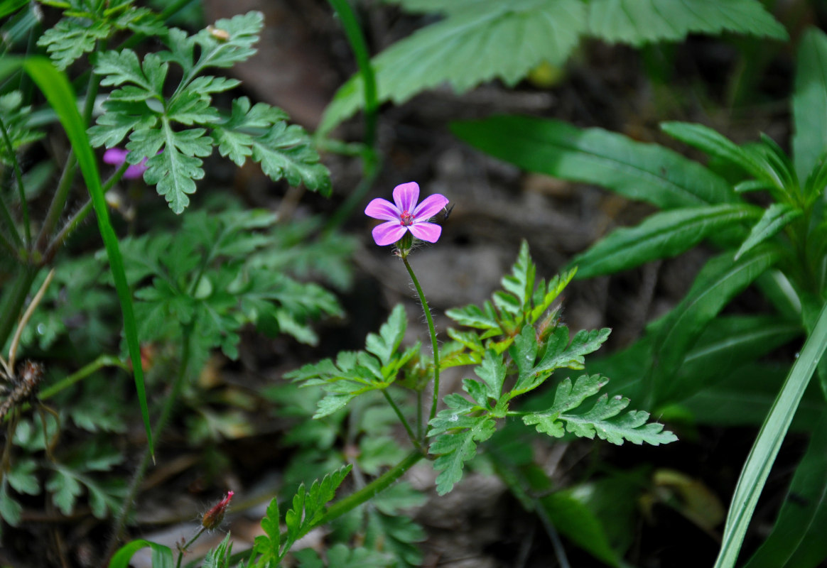 Изображение особи Geranium robertianum.