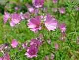 Malva moschata