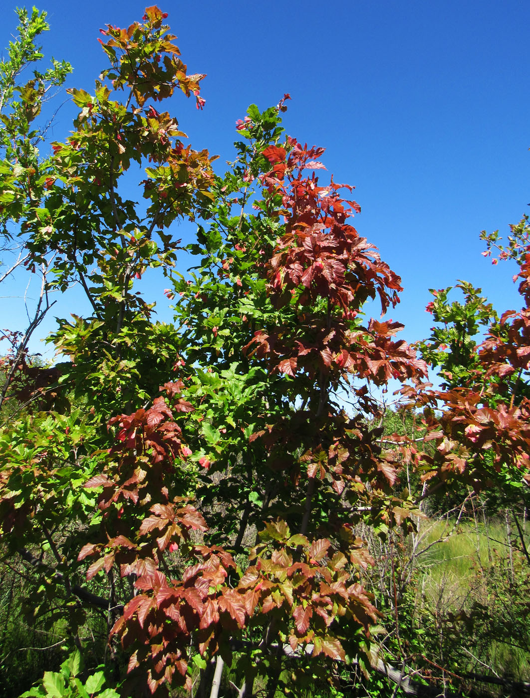 Image of Acer tataricum specimen.