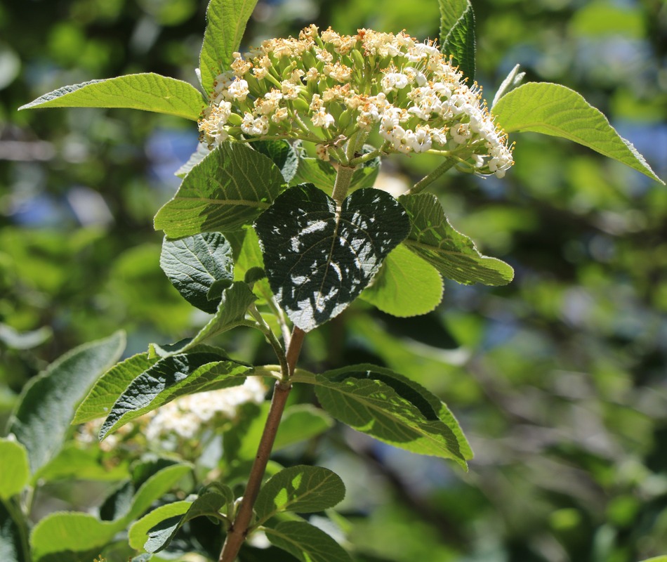 Image of Viburnum lantana specimen.