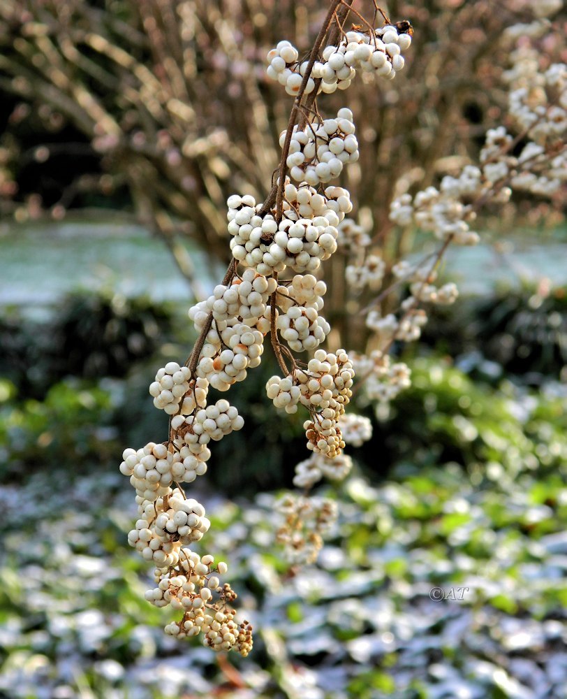 Image of Callicarpa dichotoma specimen.