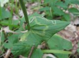 Doronicum orientale