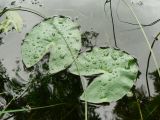 Nymphaea tetragona