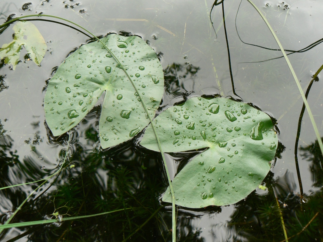 Изображение особи Nymphaea tetragona.