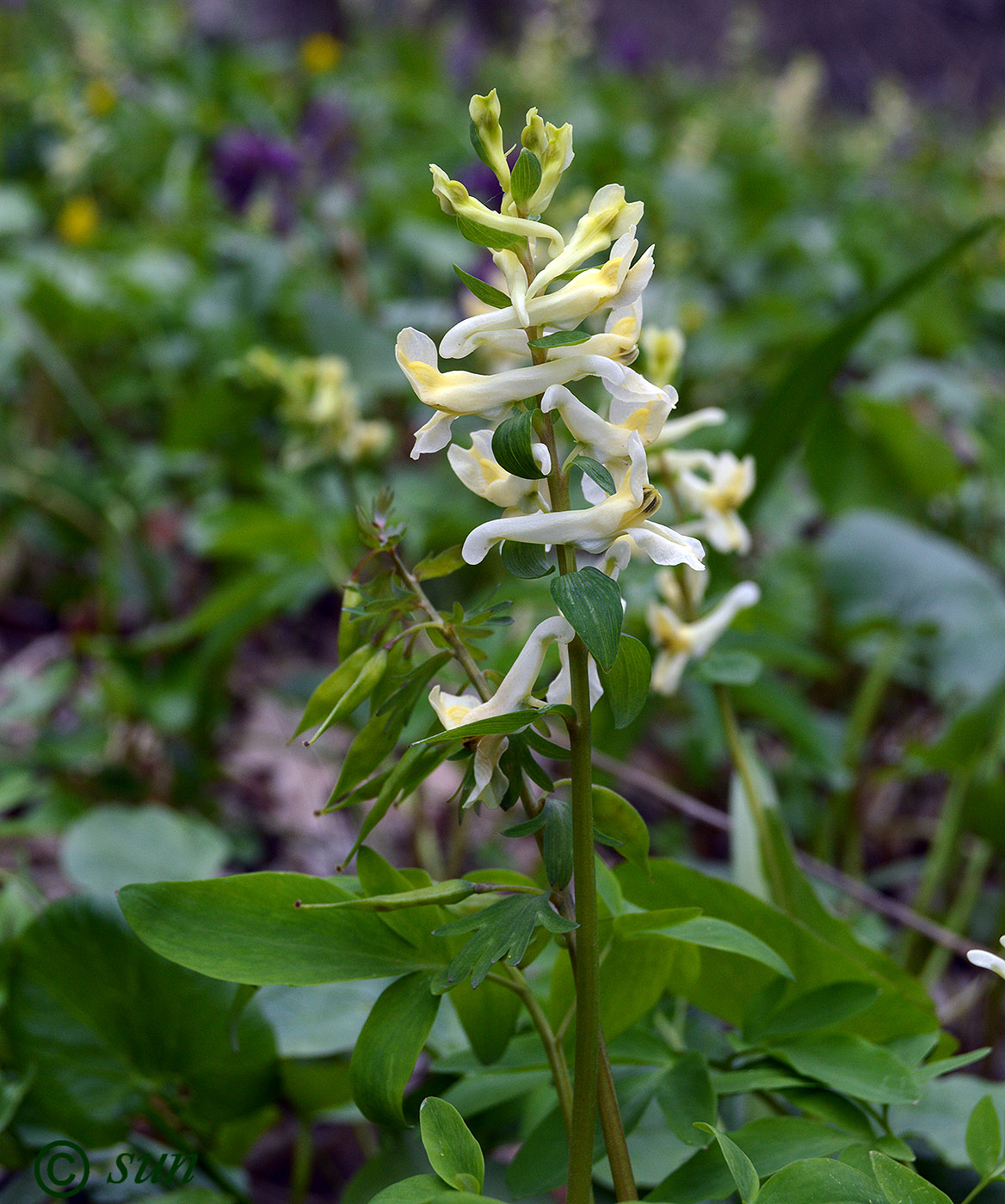 Image of Corydalis marschalliana specimen.
