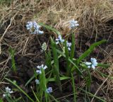 Hyacinthella leucophaea