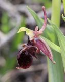 Ophrys × aghemanii. Цветок. Крым, окр. с. Зеленогорье, ущ. р. Пананьян-Узень, каменистый склон к реке, среди кустарников. 15 мая 2021 г.