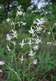 Silene nutans