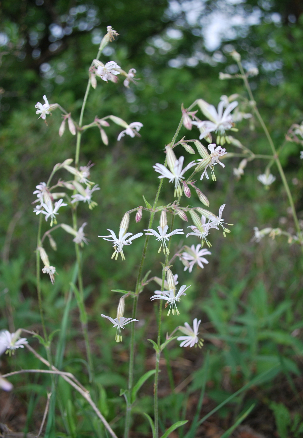 Image of Silene nutans specimen.