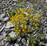 Odontarrhena obtusifolia