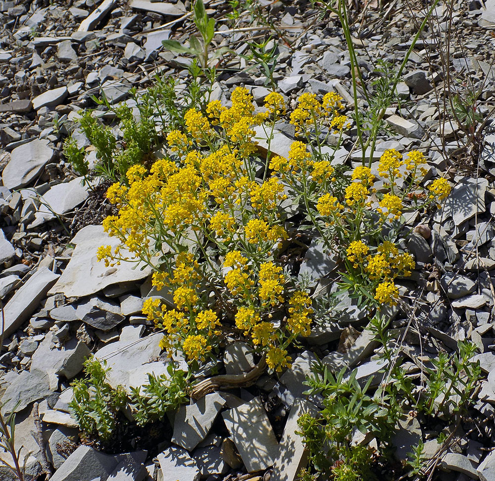 Image of Odontarrhena obtusifolia specimen.