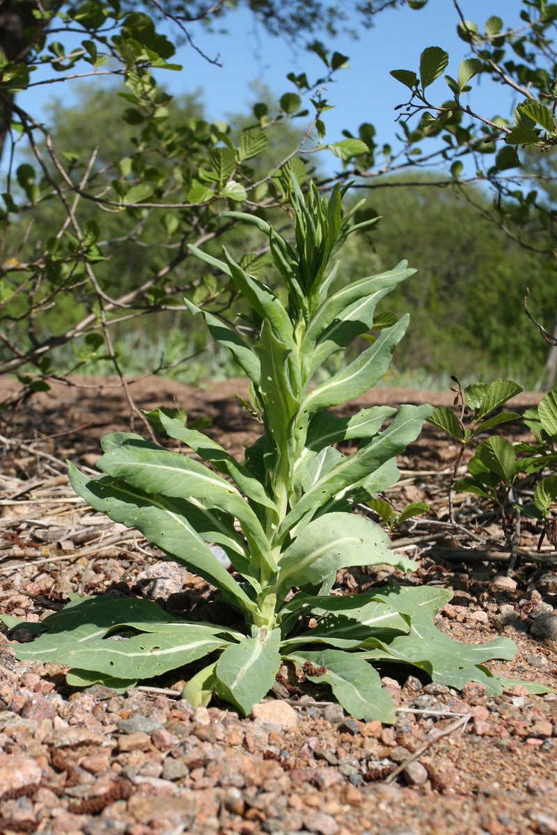 Image of Isatis tinctoria specimen.