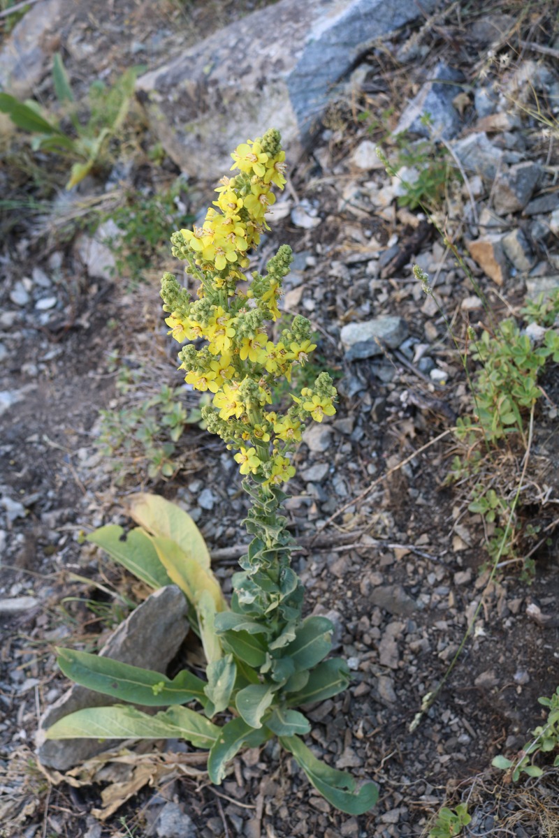 Изображение особи род Verbascum.