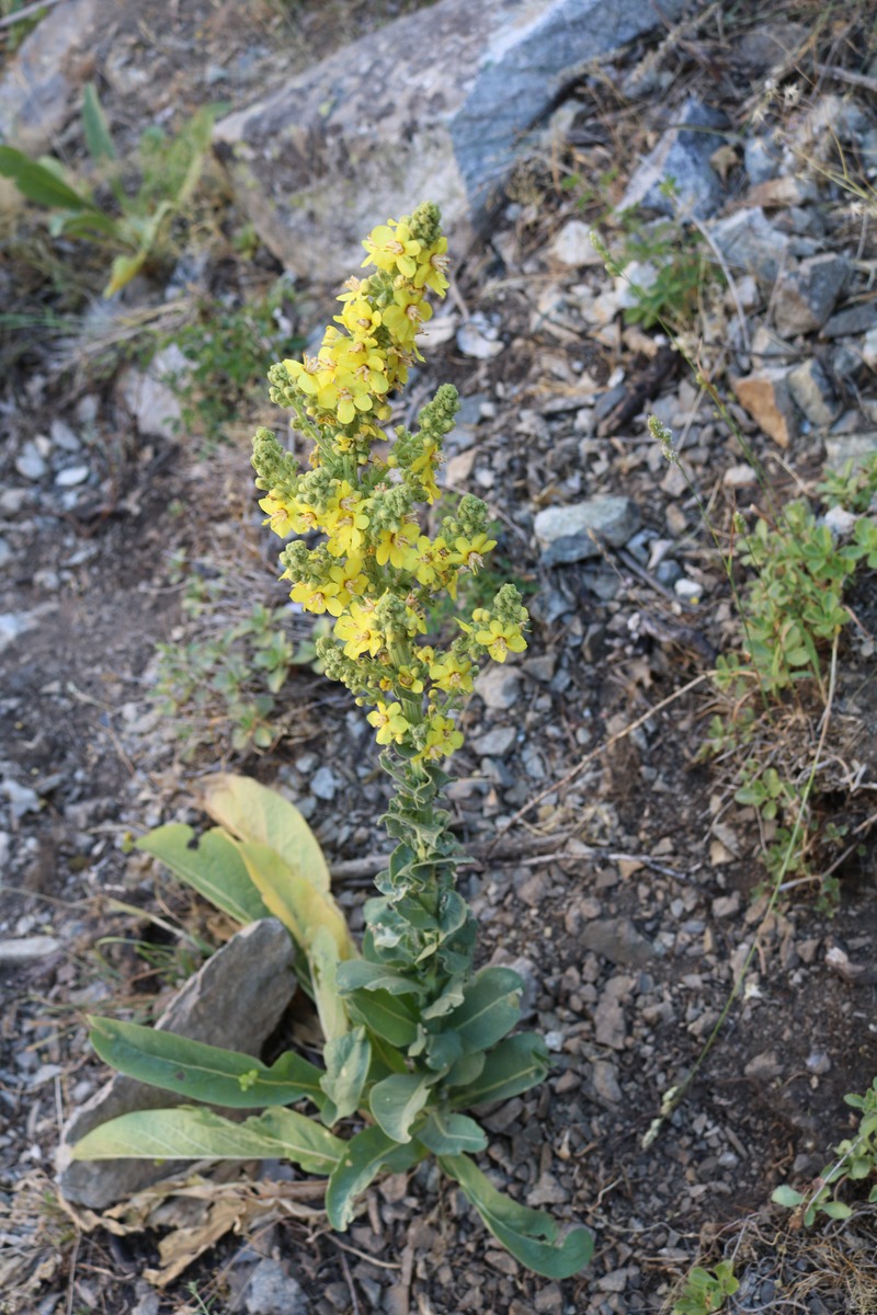 Image of genus Verbascum specimen.