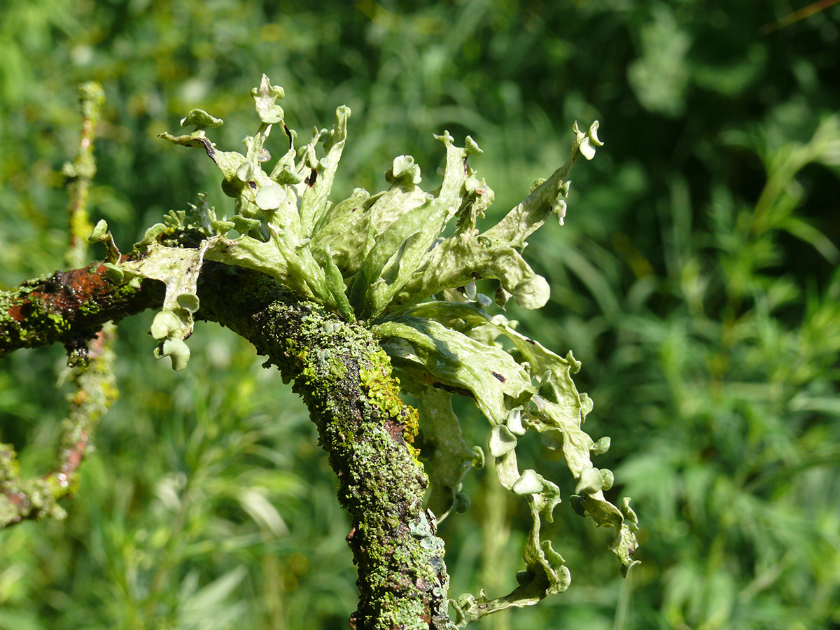 Image of Ramalina fraxinea specimen.