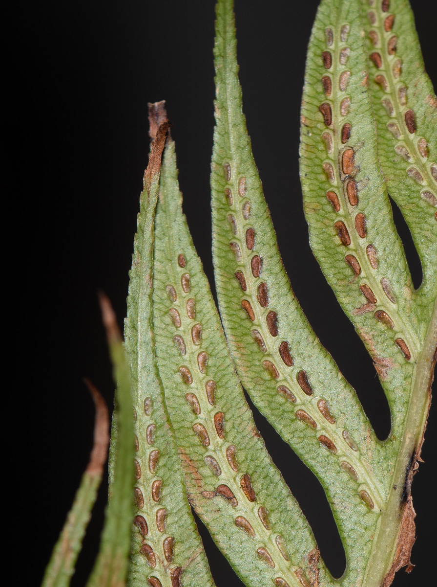 Image of Woodwardia prolifera specimen.