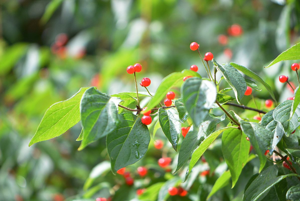 Image of Lonicera chrysantha specimen.