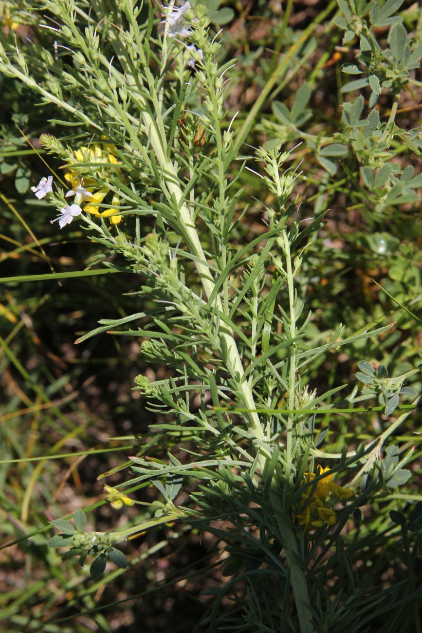 Image of Veronica pinnata specimen.