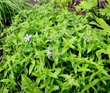 Phlox divaricata