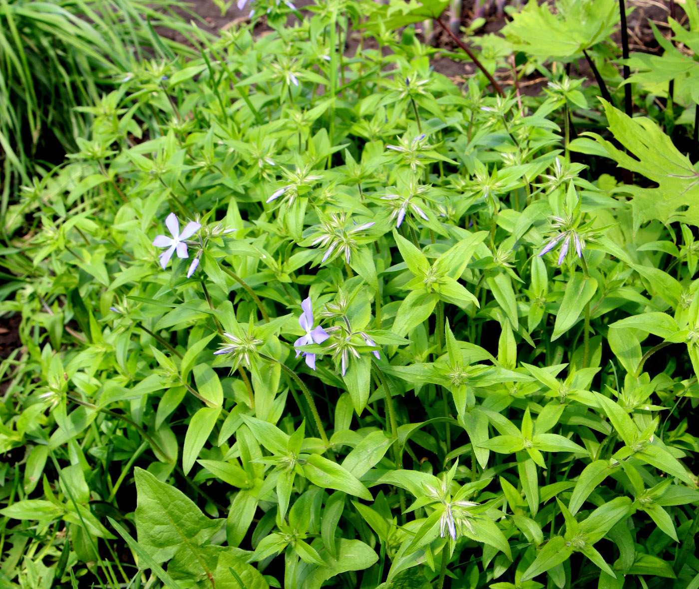 Изображение особи Phlox divaricata.