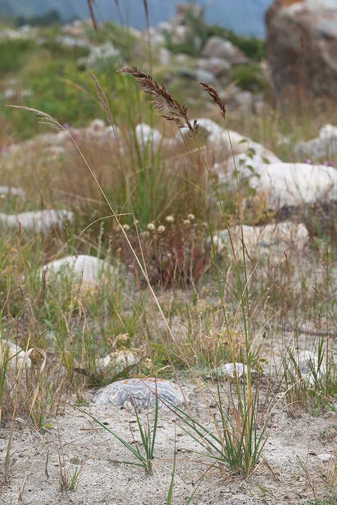 Image of Calamagrostis balkharica specimen.