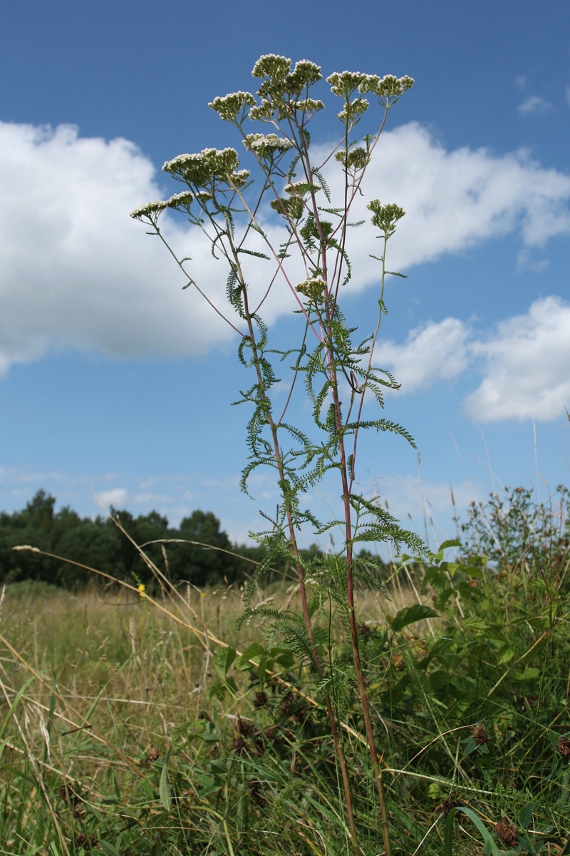 Image of Achillea millefolium specimen.