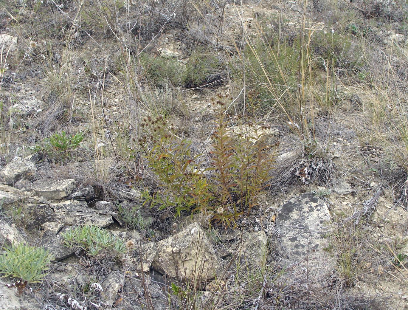 Image of genus Inula specimen.