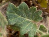 Hyoscyamus albus. Лист. Греция, Эгейское море, о. Сирос, в трещине у основания стены церкви Св. Михаила (Εκκλησία Άγιος Μιχαήλ) в горной сев. части острова. 25.04.2021.