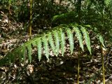 Pteridium aquilinum