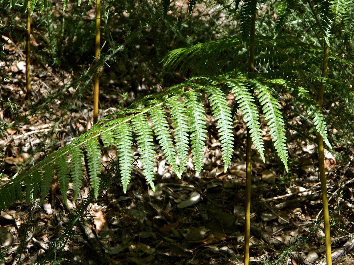 Изображение особи Pteridium aquilinum.