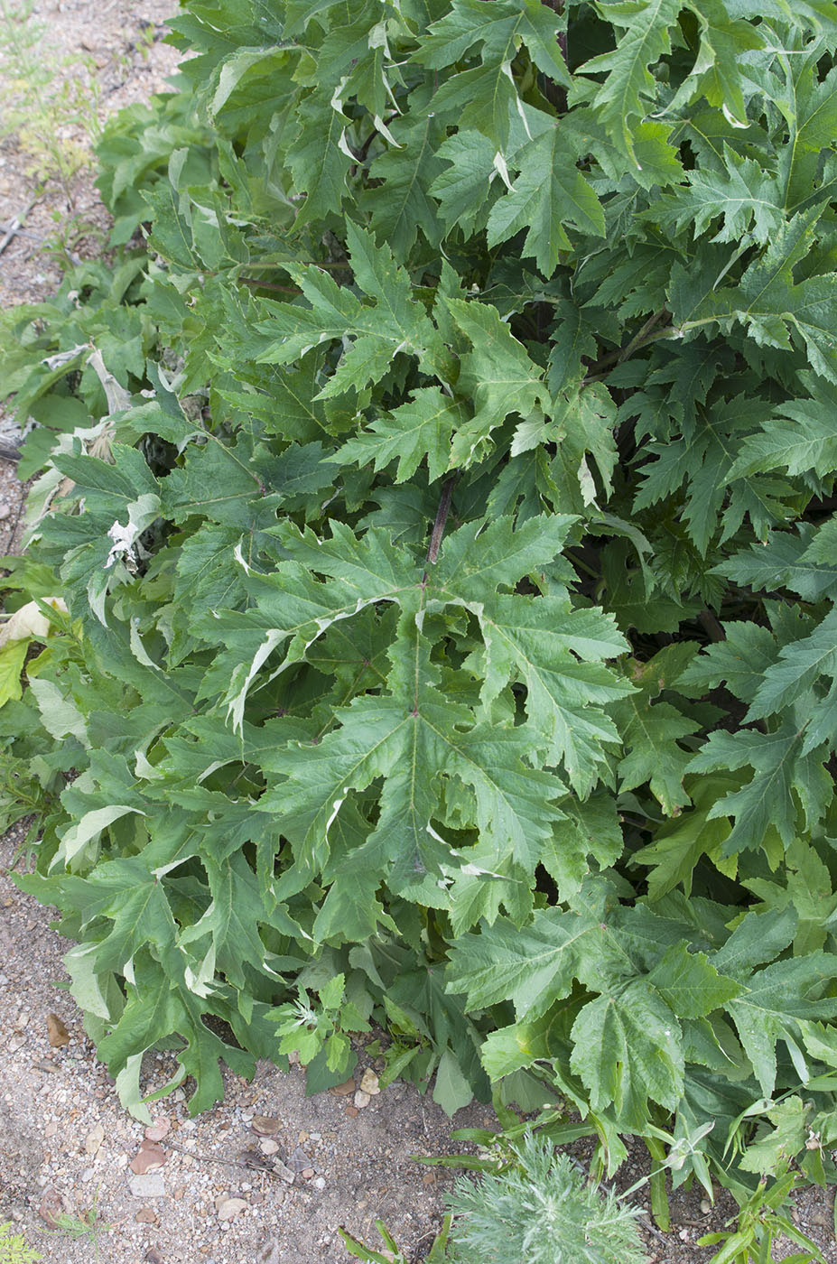 Image of Heracleum dissectum specimen.