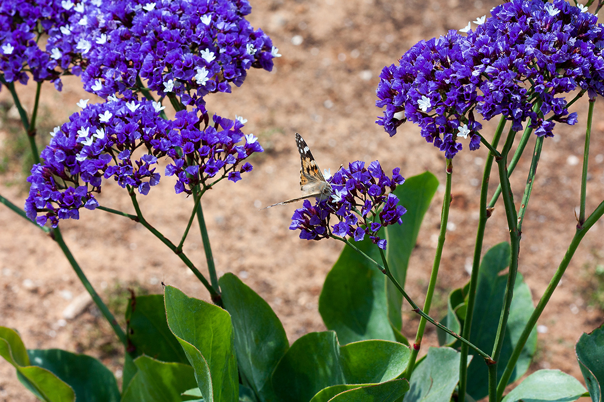 Image of Limonium perezii specimen.